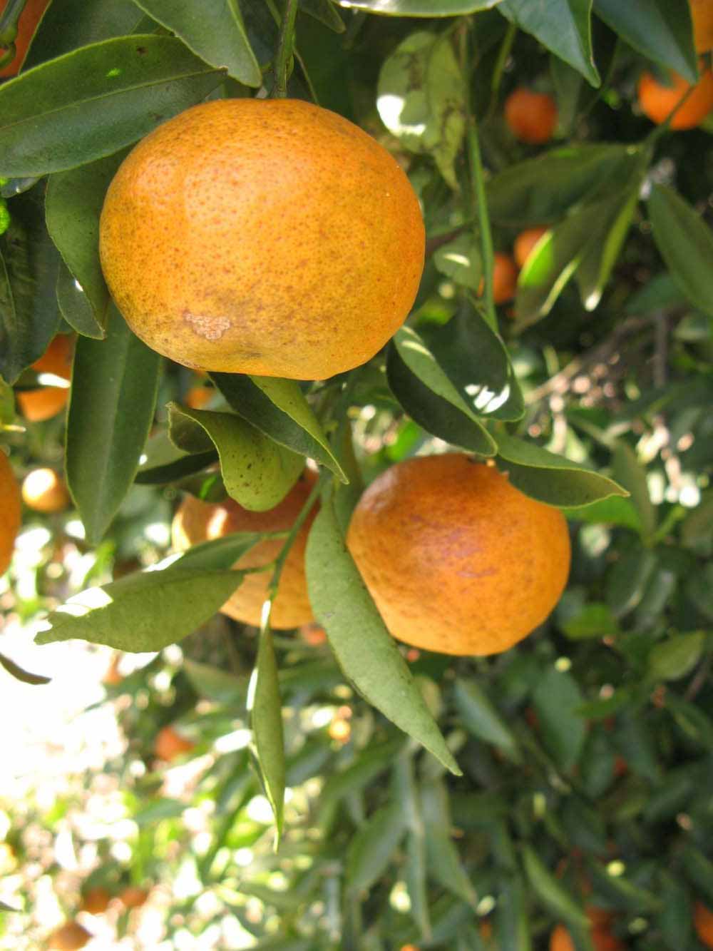              Fruit (Winter Haven, FL)       